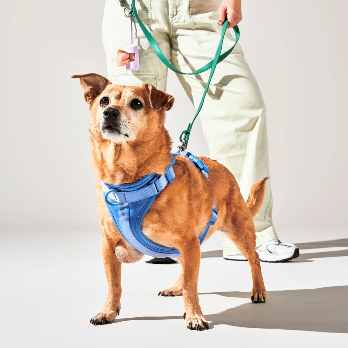Zorynt™—Harness Walk Set