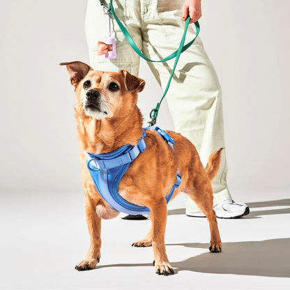 Zorynt™—Harness Walk Set
