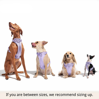 Zorynt™—Harness Walk Set